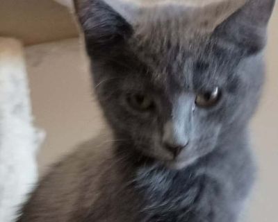 Joel - Russian Blue Male Kitten for Adoption