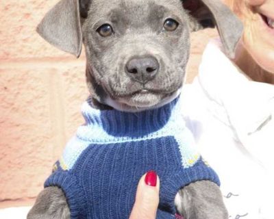 Lisa - Labrador Retriever Female Puppy for Adoption