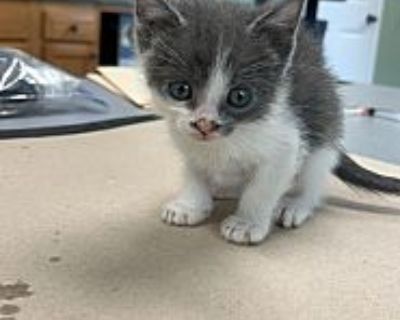 Clifford - American Shorthair Male Kitten for Adoption