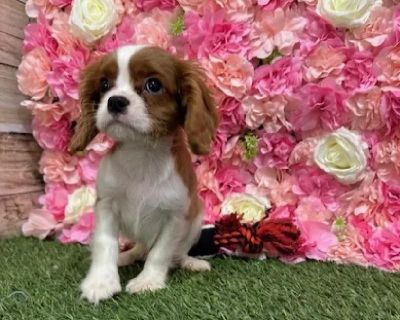 Cash - Male Cavalier King Charles Spaniel Puppy for Sale