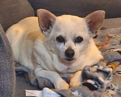 Dixie - Corgi/Chihuahua Mix Female Dog for Adoption