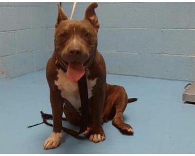 A537784 - American Pit Bull Terrier Female Dog for Adoption