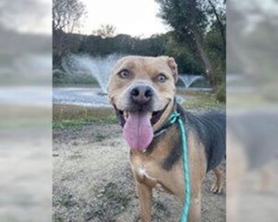 Adult * Location Salinas, CA, 93908 USA USA *. Dog Breed: American Pit Bull Terrier / Coonhound. Hi! I'm Blaise, your future best friend! I love playing fetch and have a knack for making everyone laugh with my goofy antics. My energy is boundless, and I'm always up for a game or a long walk. I'm also super sweet and love cuddling after a day full of adventures. If you're looking for a playful a...