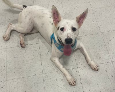 Sugar - Spaniel Mix Female Dog for Adoption