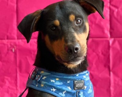 Pepperoni - Manchester Terrier & Doberman Pinscher Mix Male Dog for Adoption