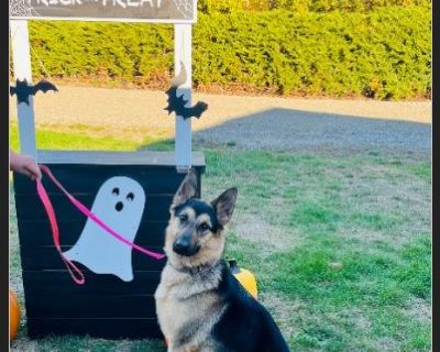 Memphis - Female Puppy German Shepherd for Adoption