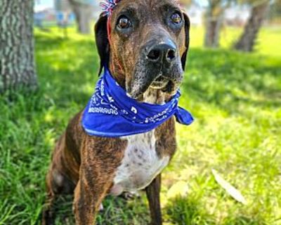 Allen - Catahoula Leopard Dog/Mixed Breed (Medium) Mix Male Dog for Adoption