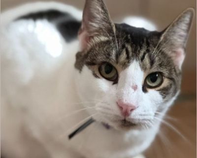 Domino 'Batman' - American Shorthair / Domestic Cat Male Adult