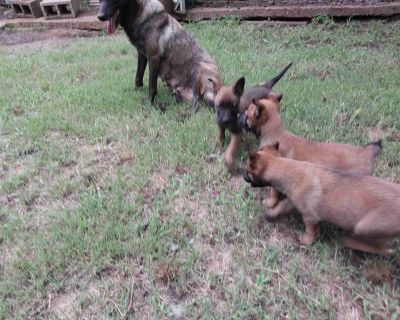 6 Male and 3 Female Belgian Malinois Puppies for Sale