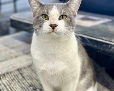 Adult. White (mostly). Hair: short. Hi, I m Guth your future best friend.