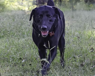 Meet Chili A Perfect Blend of Sweet and Spice! Looking for a pup with just the right amount of flavor? Meet Chili, a 2-year-old, 50-pound black Lab mix who s the perfect recipe of warmth, gentleness, and joy. With her little stubby tail that never stops wagging, she ll season your life with happiness every single day. Chili came to us with her brother, Rocky, after their owners faced deportatio...