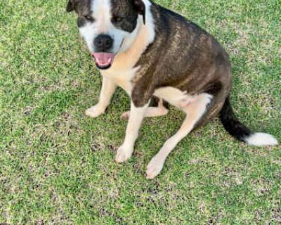 Piper - Boxer/Australian Shepherd Mix Female Dog for Adoption