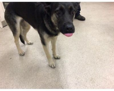 Dog - German Shepherd Dog Female Dog for Adoption