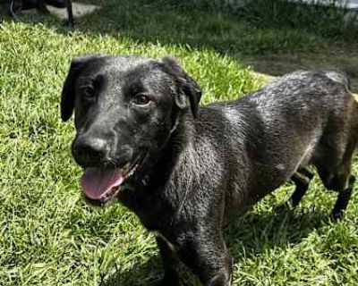 Missy - Labrador Retriever Female Dog for Adoption