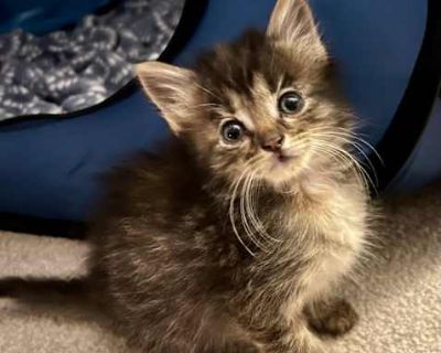 Kittens - Domestic Shorthair Male Cat for Adoption
