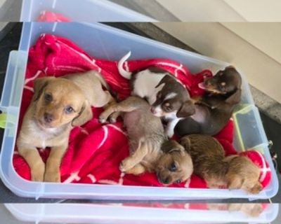 5 Weeks Old * Availability Date: 11/22/2025 * Shipping Area: Pick Up Only * Payment Method: Credit Cards *. Hello! I am not a breeder but I do have 4 puppies who need loving homes. Half Shorkie, have miniature Dachshund these puppies are as sweet and loyal as it gets! Both parents are in home and you are welcome to see them anytime. Born October 1st they will be ready to go just in time for Tha...