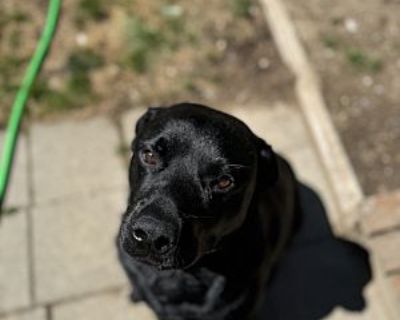 Hank - Labrador Retriever Male Dog for Adoption