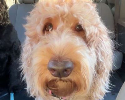 Piper - Golden Retriever Female Dog for Adoption