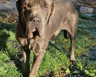 Bruno - Mastiff Male Dog for Adoption