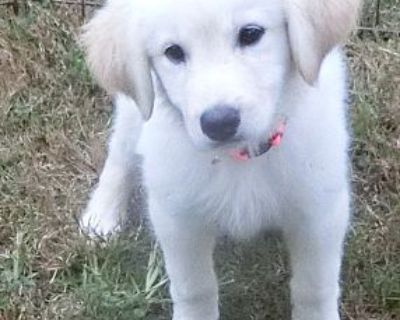 Daisy - Golden Retriever/Great Pyrenees Mix Female Puppy for Adoption