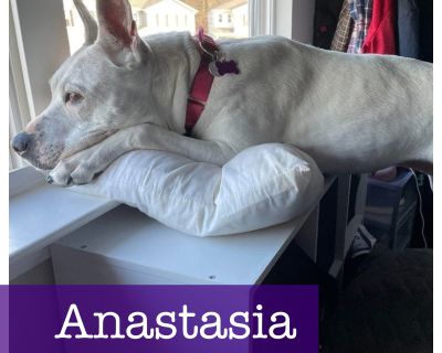 Anastasia - American Bulldog Female Dog for Adoption