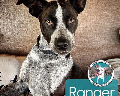 This cutie is Ranger. He is currently 5 months old. We think they may be a Heeler / Australian Cattle dog mix, but with rescue its a guess! What matters most is that they are adorable and are one the MOST desperate in the entire US based on statistics for where this puppy is from. Shelters in this area are having to euthanize puppies. So, this puppy needs you! If you choose a puppy from us, it ...