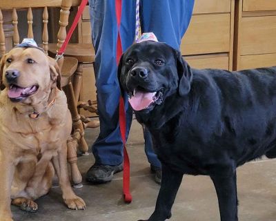 2 Male and 4 Female Labrador Retriever Puppies for Sale