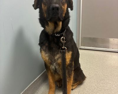 Anubis - German Shepherd Dog & Australian Shepherd Mix Male Dog for Adoption