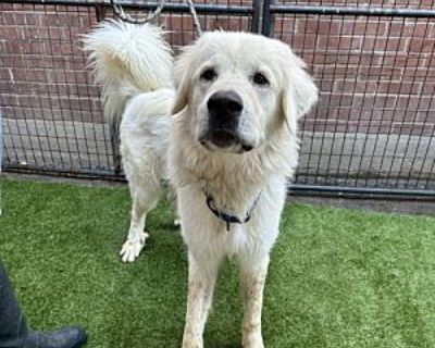 Beary White - Great Pyrenees Male Dog for Adoption