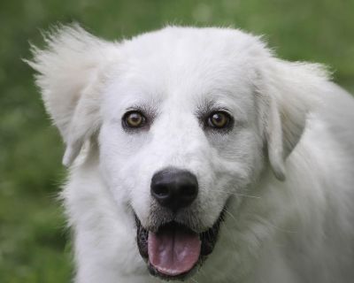 Rhett - Great Pyrenees Male Dog for Adoption