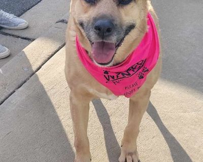 Blondie - Shepherd Mix Female Dog for Adoption