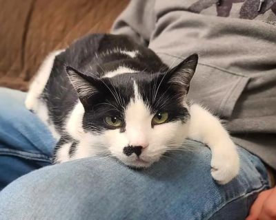 Hennessy - Tuxedo & Domestic Short Hair Mix Male Cat for Adoption