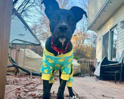 Puddin - Mixed Breed Female Puppy for Adoption