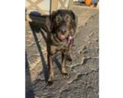 Adopt Purple a Black Doberman Pinscher / Golden Retriever / Mixed dog in San