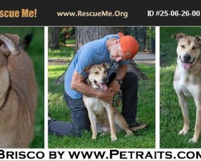 Brisco - Male Puppy Siberian Husky / Lab for Adoption