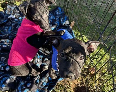 Child. Tan/yellow/fawn. Meet Oliver! This gal is just the best! Oliver is the perfect combination of spunky sass meets snuggle bug. She is currently working on all her puppy manners. Oliver would do best in any home! Apply at BARRKLI.org to adopt Oliver ##2554287## Adoption process Fees range from $375-450 for adoption Adoption or foster applications & contracts must be completed & approved. Ho...