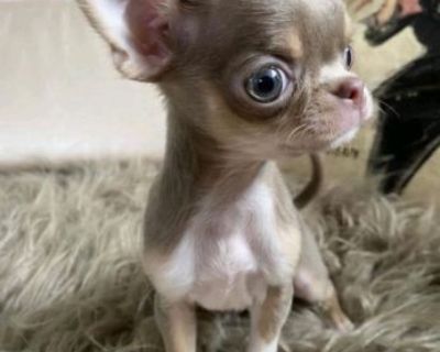 I'm looking for a sweet little female Chihuahua puppy to love and share my life with. I'd prefer to have one that's likely to be small when fully grown. Alot of people refer to their size as teenie tiny, teacup, micro, and pocket chihuahuas. I'm adding pics to give an idea of what I'm looking for. I live alone and I just adore their sweet little fun, big bossy personalities, and I can't wait to...