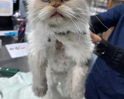 Thomas - Persian Male Cat for Adoption
