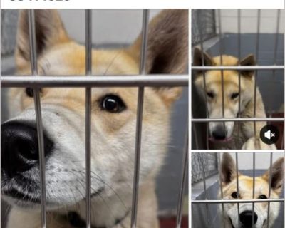lobo - Male Puppy Siberian Husky mix for Adoption