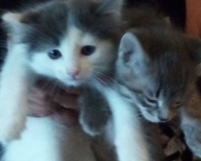 3 domestic kittens