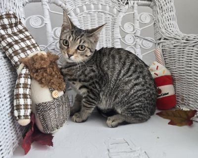 Screamin at the Popo 55490 - Domestic Short Hair Female Cat for Adoption