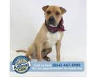 Adopt scooby a Boxer