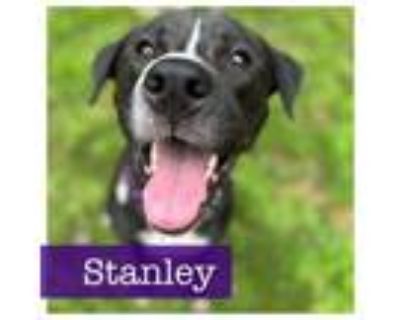 Adopt Stanley a Black Labrador Retriever, American Bully
