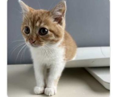 Terracotta - Domestic Shorthair Female Cat for Adoption