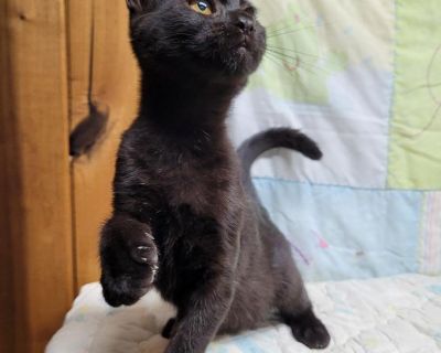 **EMORY** - Domestic Short Hair Female Cat for Adoption