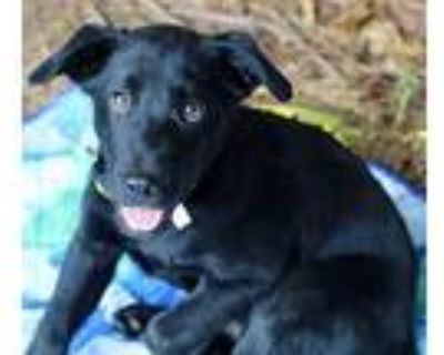 Dobby, Labrador Retriever For Adoption In Atlanta, Georgia