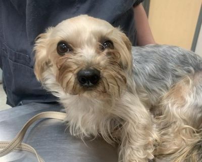 Health Vaccinations up to date.. Adult Male Small Yellow / Tan / Blond / Fawn , Black