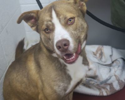 Pound Dog-Jasper 173861 - Husky Mix Male Dog for Adoption