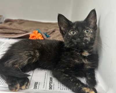 Breed Domestic Shorthair Color Cream or Ivory Age 3 months old, Kitten Sex Female Pet ID 39129 Hair Length