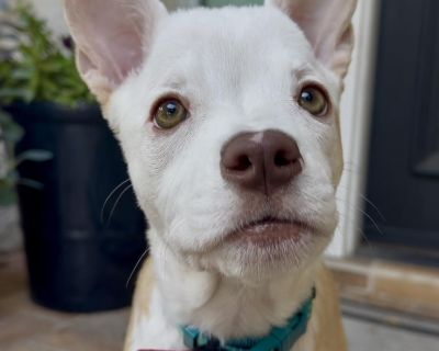 Meet Belle!! The Tiny Miracle with a Big Heart!! Belle is a sweet, fun, and incredibly smart little pup! She was the tiniest of a litter of 10 and was born with a condition called hydrocephalus. In the beginning, she struggled to thrive, and her mama dog tried to release her. That s when we got the urgent call for help and Belle s journey to healing began as she was rushed to the emergency vet ...